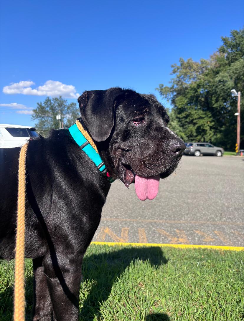Enlarge Cherry, a Adoptable Cane Corso in Teterboro, NJ image 2/4