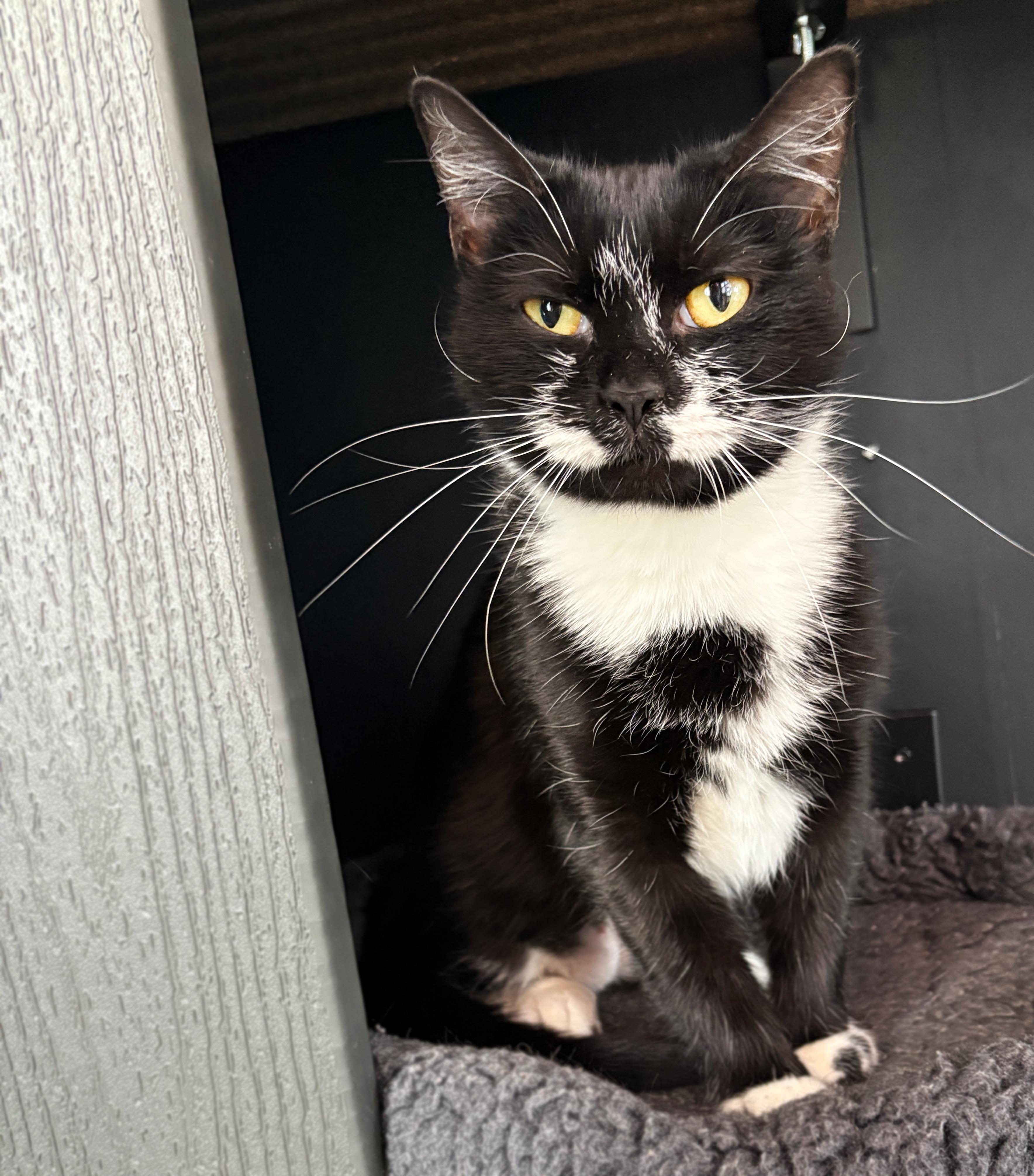 Enlarge Twinkle Toes, a ADOPTABLE Domestic Short Hair in Asheville, NC image 1/1