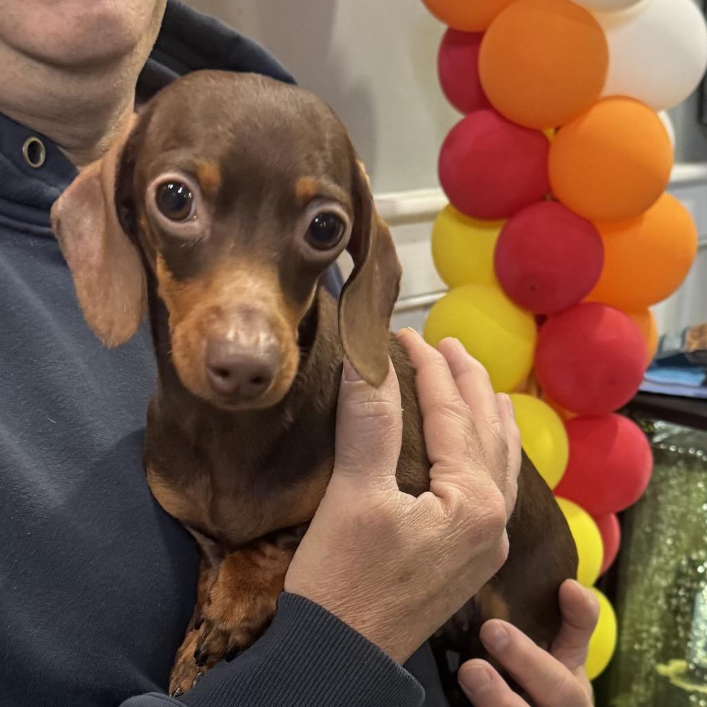 Enlarge Tootsie, an adopted Miniature Dachshund in Chester Springs, PA image 4/4