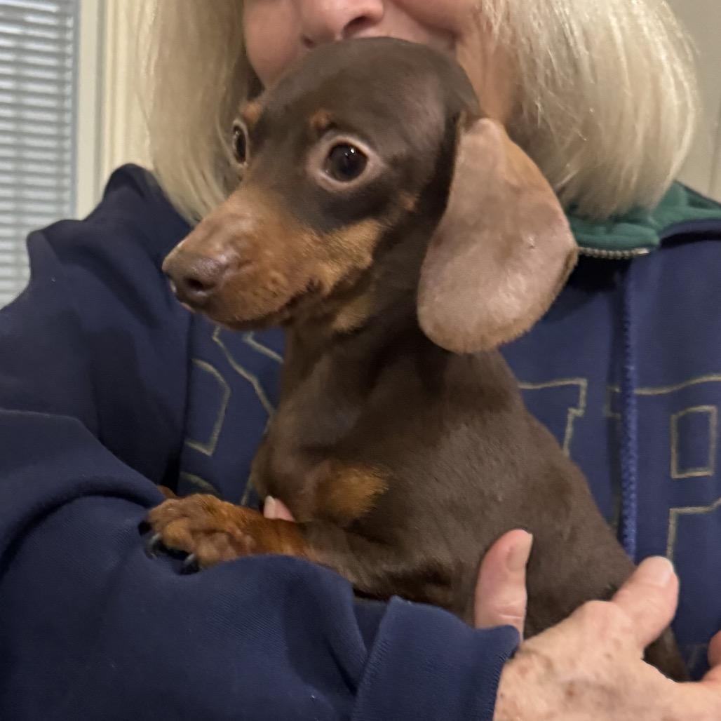 Enlarge Tootsie, an adopted Miniature Dachshund in Chester Springs, PA image 2/4