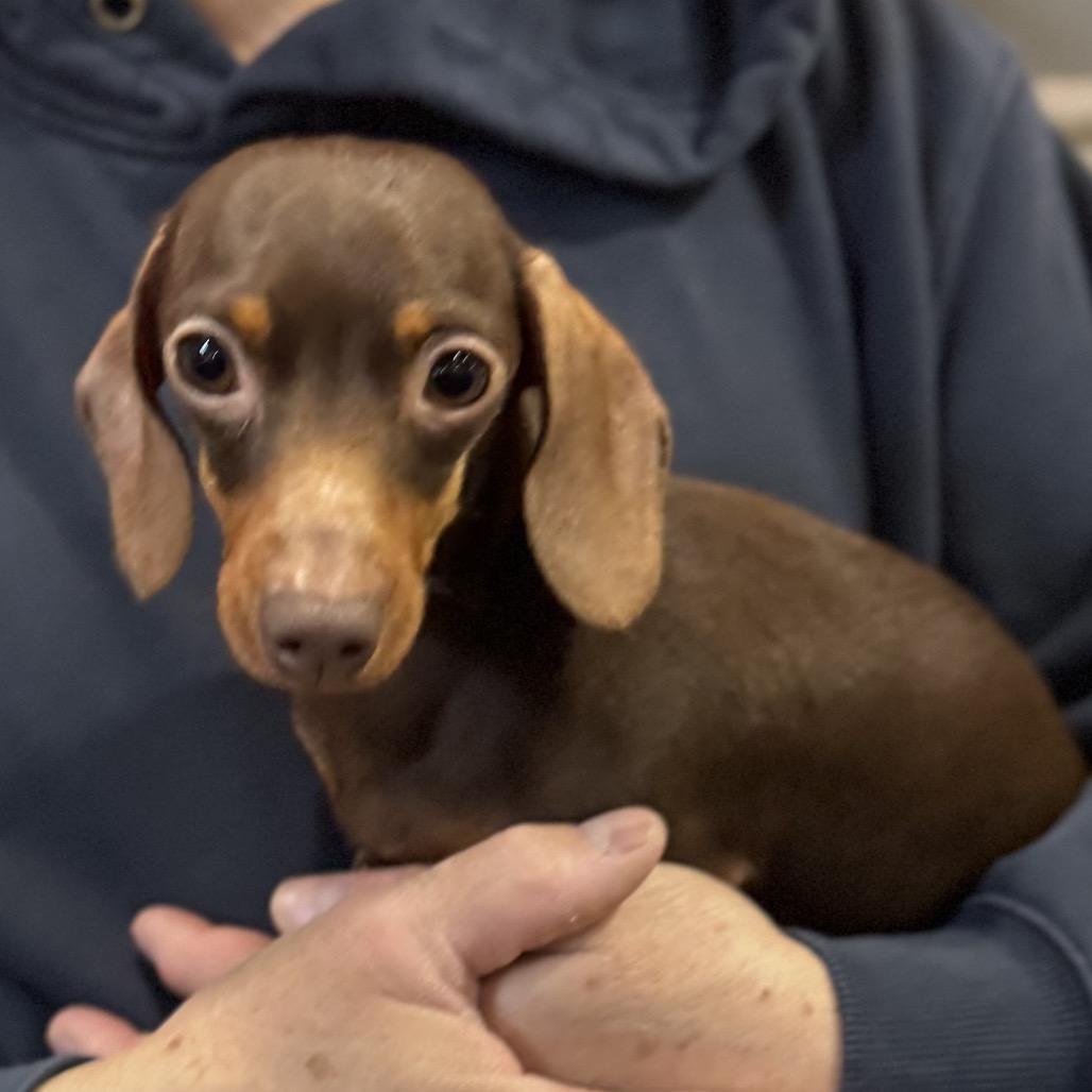 Enlarge Tootsie, an adopted Miniature Dachshund in Chester Springs, PA image 1/4