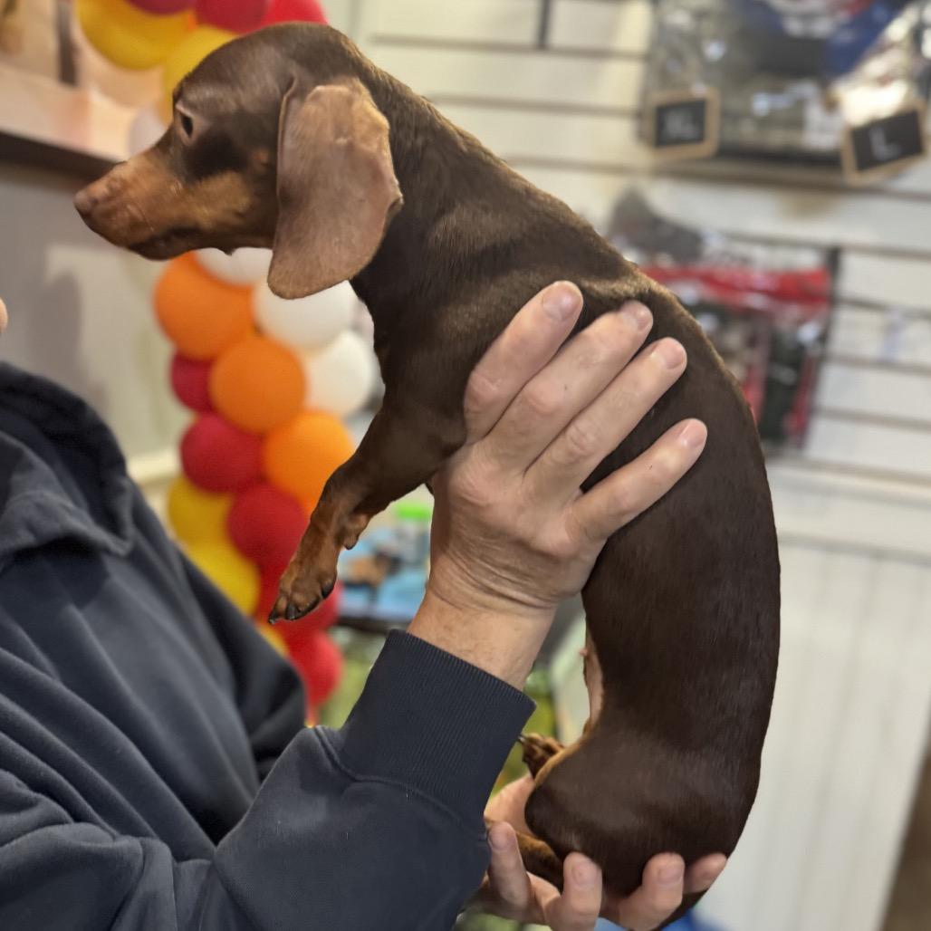 Enlarge Tootsie, an adopted Miniature Dachshund in Chester Springs, PA image 3/4