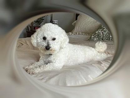 Rudy - KY, Adoptable, Adult Male Bichon Frise.