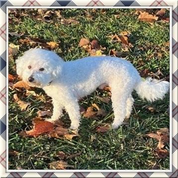 Rudy - KY, a Adoptable Bichon Frise in Lexington, KY image 2/3