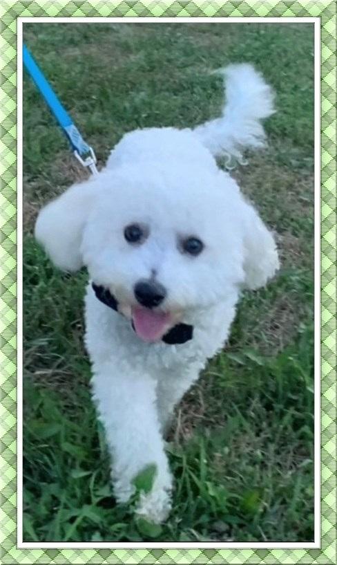 Rudy - KY, a Adoptable Bichon Frise in Lexington, KY image 3/3
