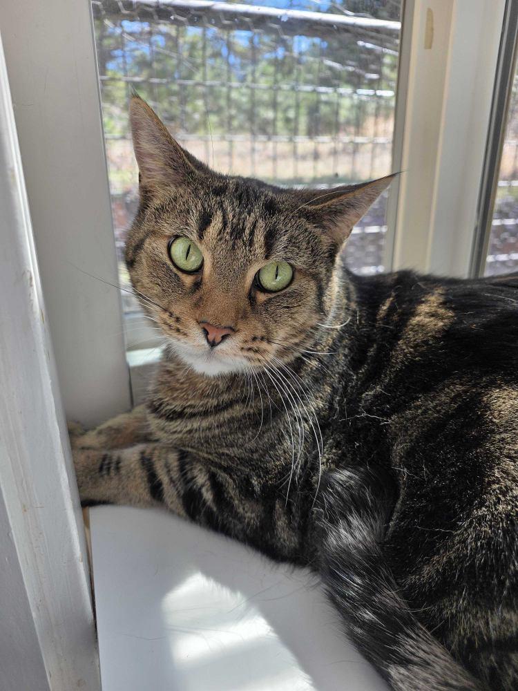 Urbie, Adoptable, Senior Male Domestic Short Hair.