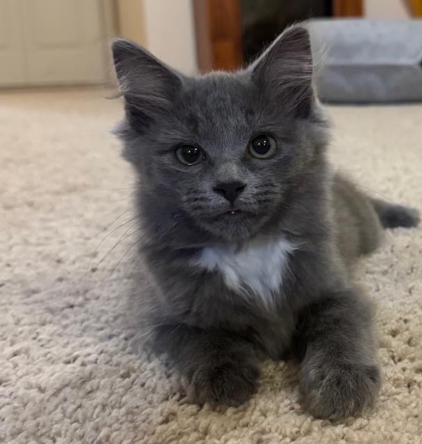 Enlarge Mona, an adopted Domestic Short Hair in Great Falls, MT image 1/1