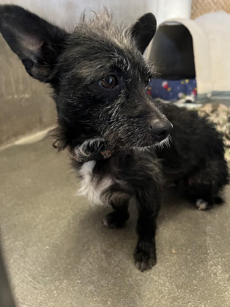 Enlarge Honeydew, a Adoptable mixed breed in Stockton, CA image 1/1