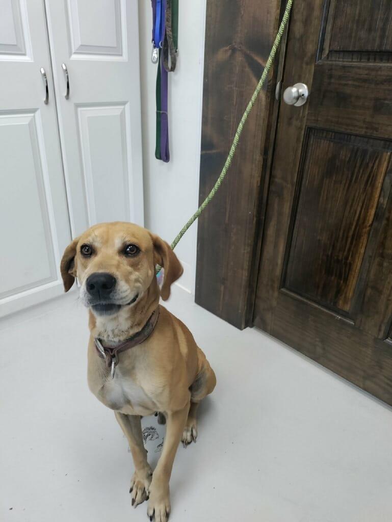 Clyde, Adopted, Adult Male Coonhound & Labrador Retriever.