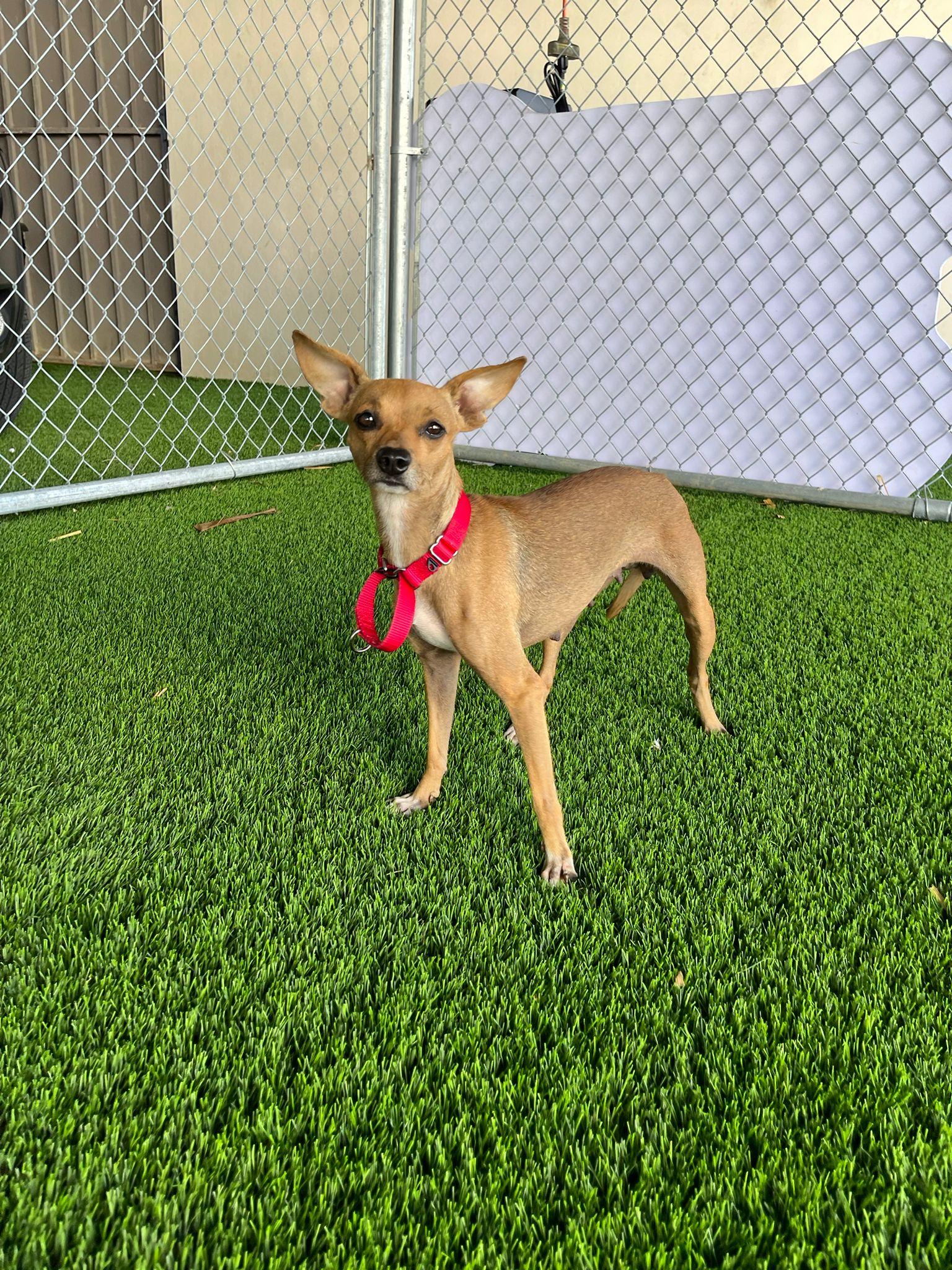 Enlarge Jade, a Adoptable mixed breed in Norwalk, CT image 2/4