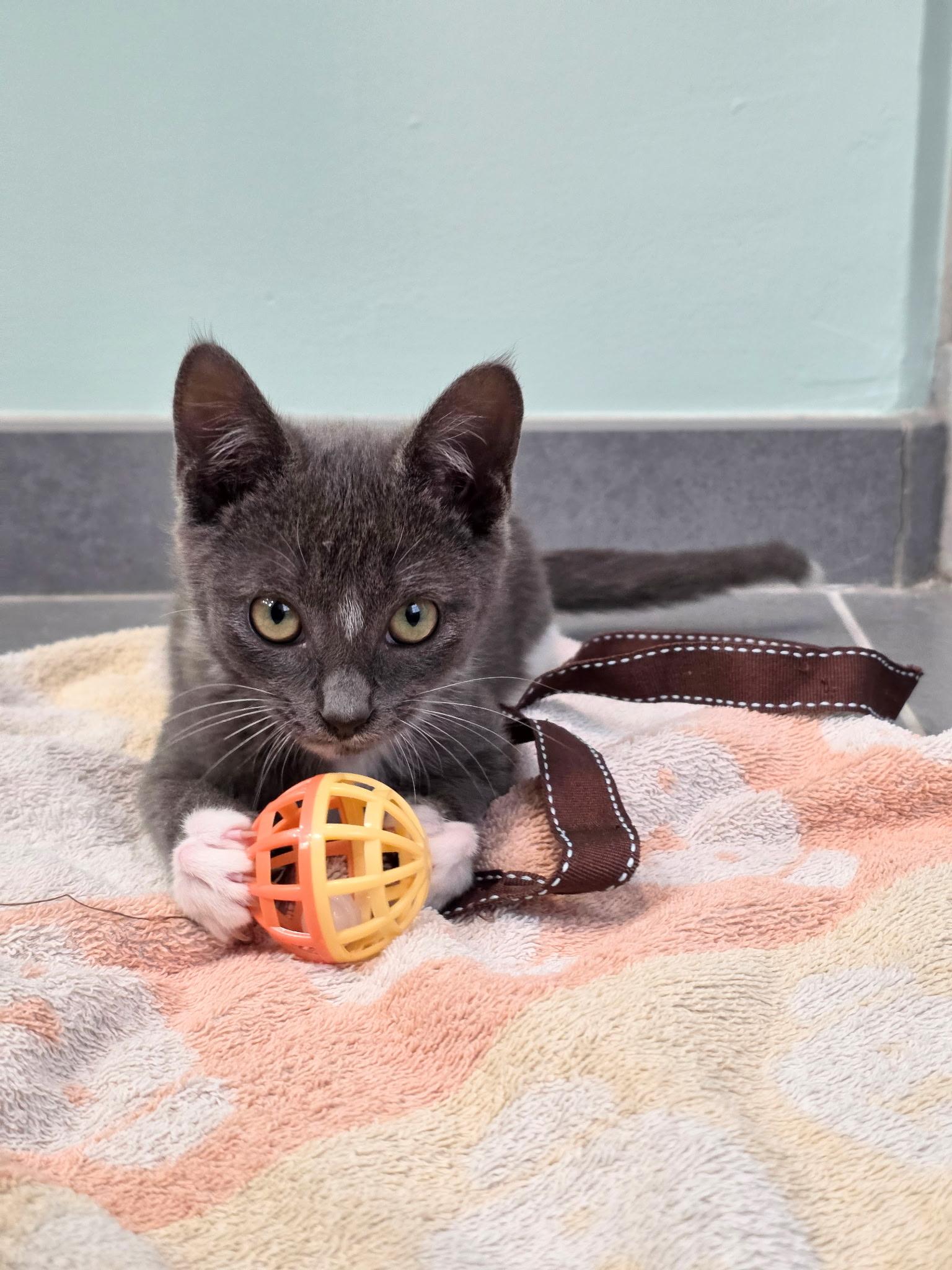 Ang, a Adoptable mixed breed in Richmond, VA image 4/6