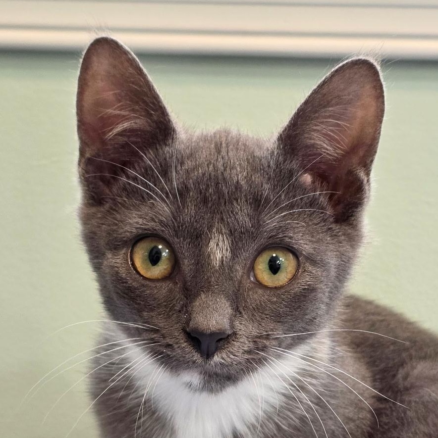 Ang, a Adoptable mixed breed in Richmond, VA image 2/6