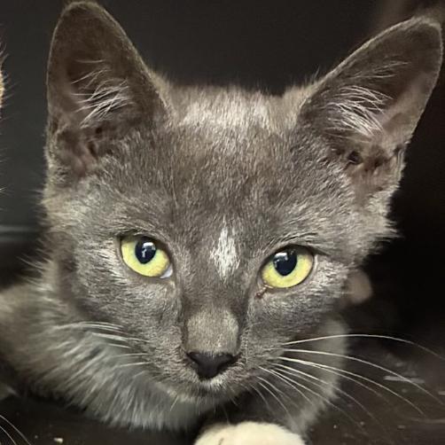 Ang, Adoptable, Kitten Male American Shorthair.