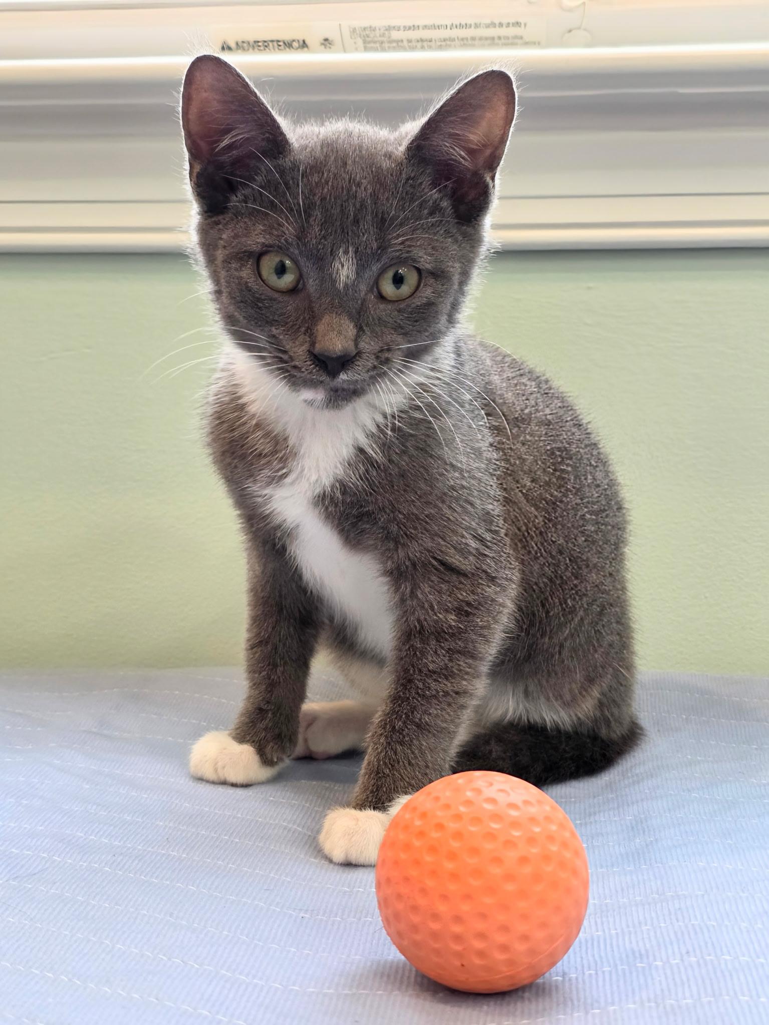 Ang, a Adoptable mixed breed in Richmond, VA image 5/6
