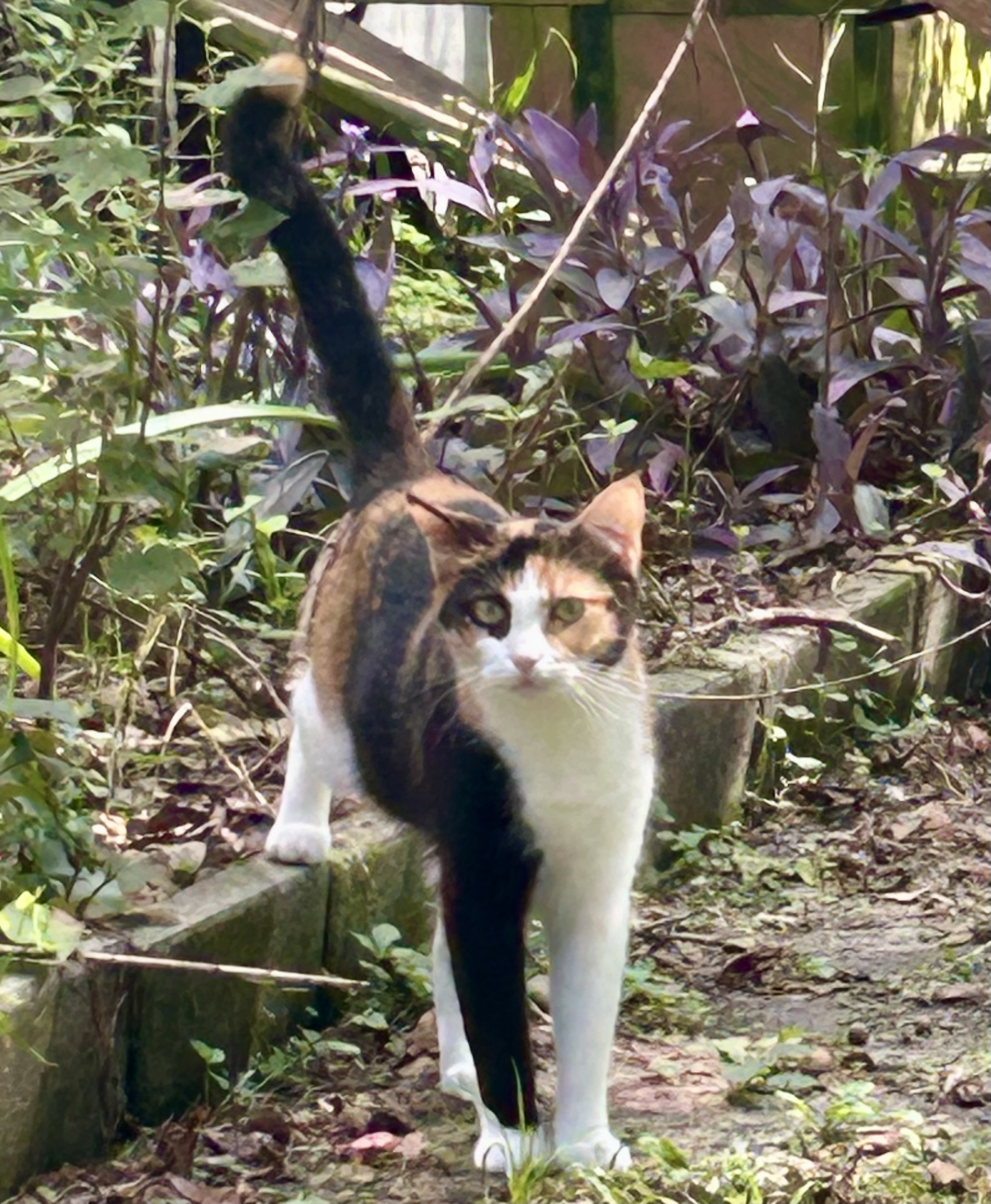 Queenie-the Queen of Curtsy, Adoptable, Young Female Domestic Short Hair.