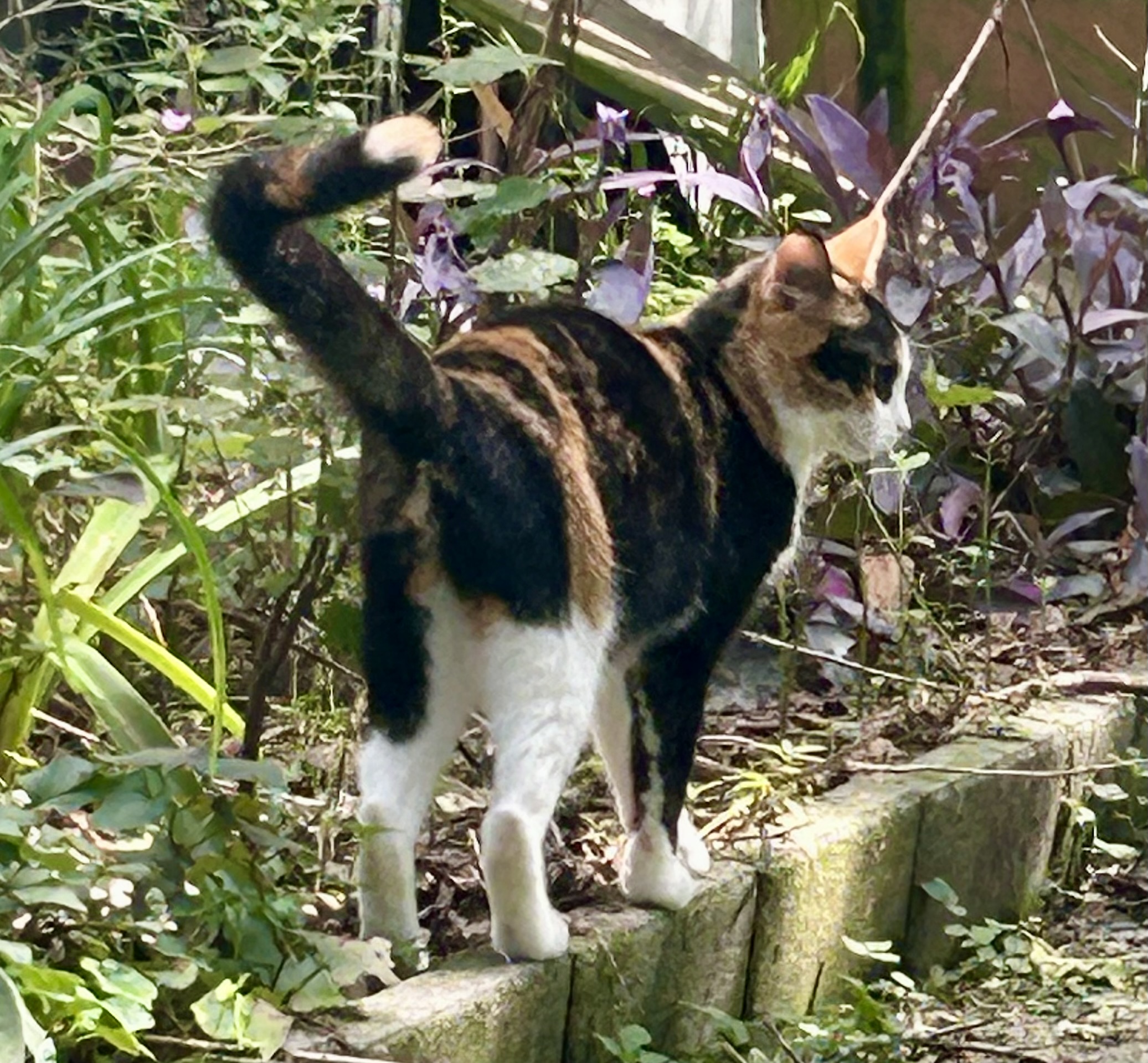 Queenie-the Queen of Curtsy, a Adoptable Domestic Short Hair in Myrtle Beach, SC image 2/6