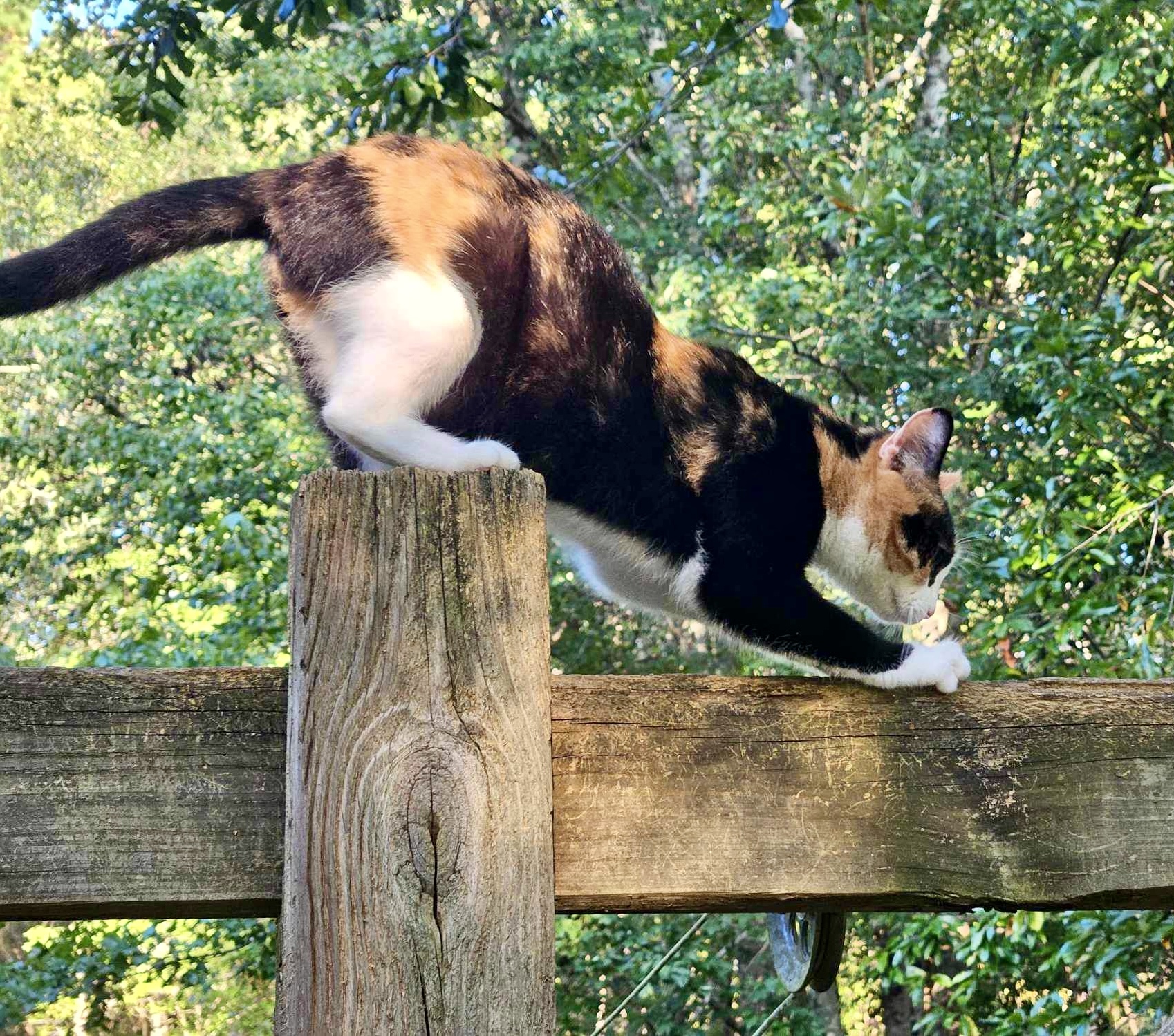 Queenie-the Queen of Curtsy, a Adoptable Domestic Short Hair in Myrtle Beach, SC image 3/6