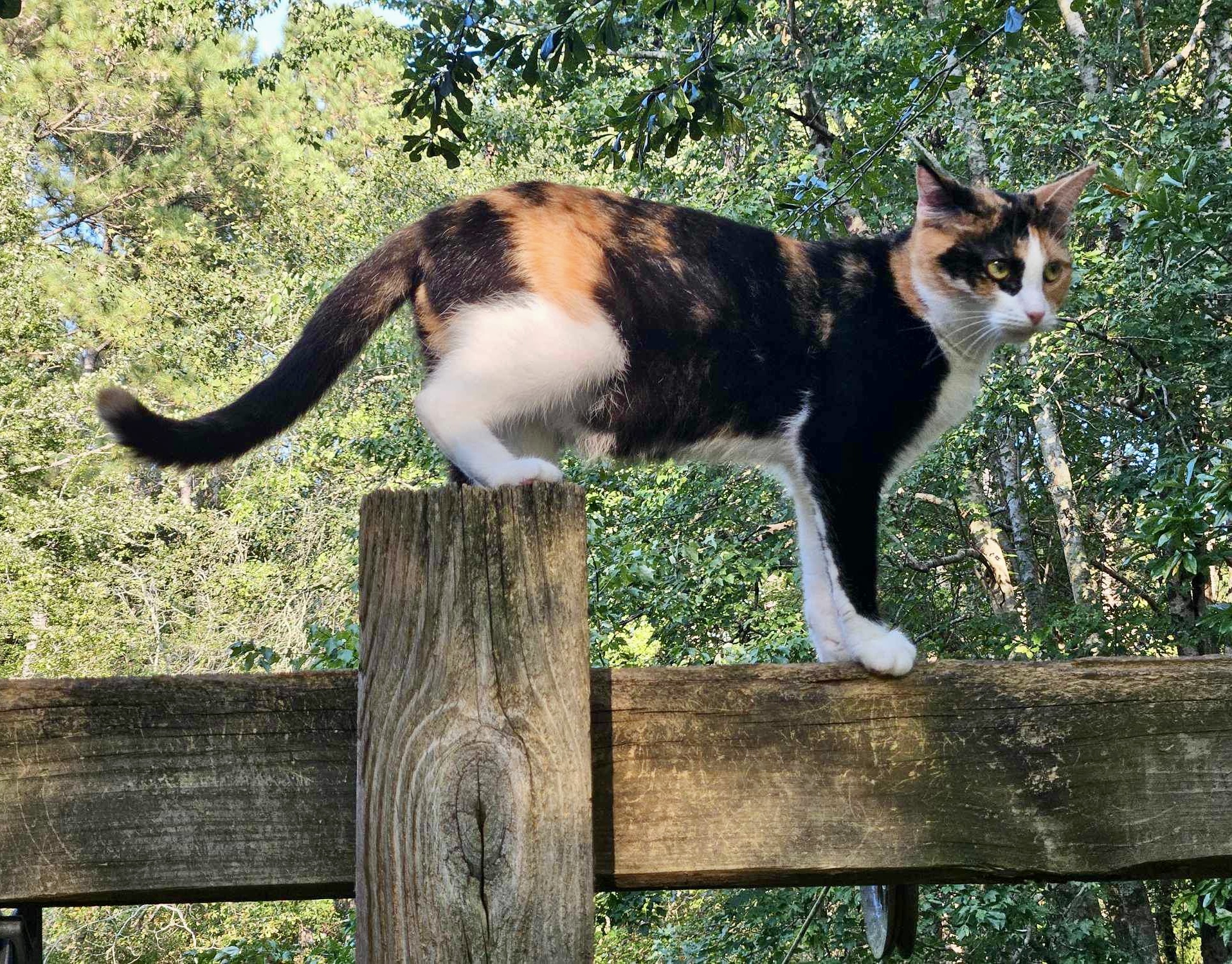 Queenie-the Queen of Curtsy, a Adoptable Domestic Short Hair in Myrtle Beach, SC image 4/6