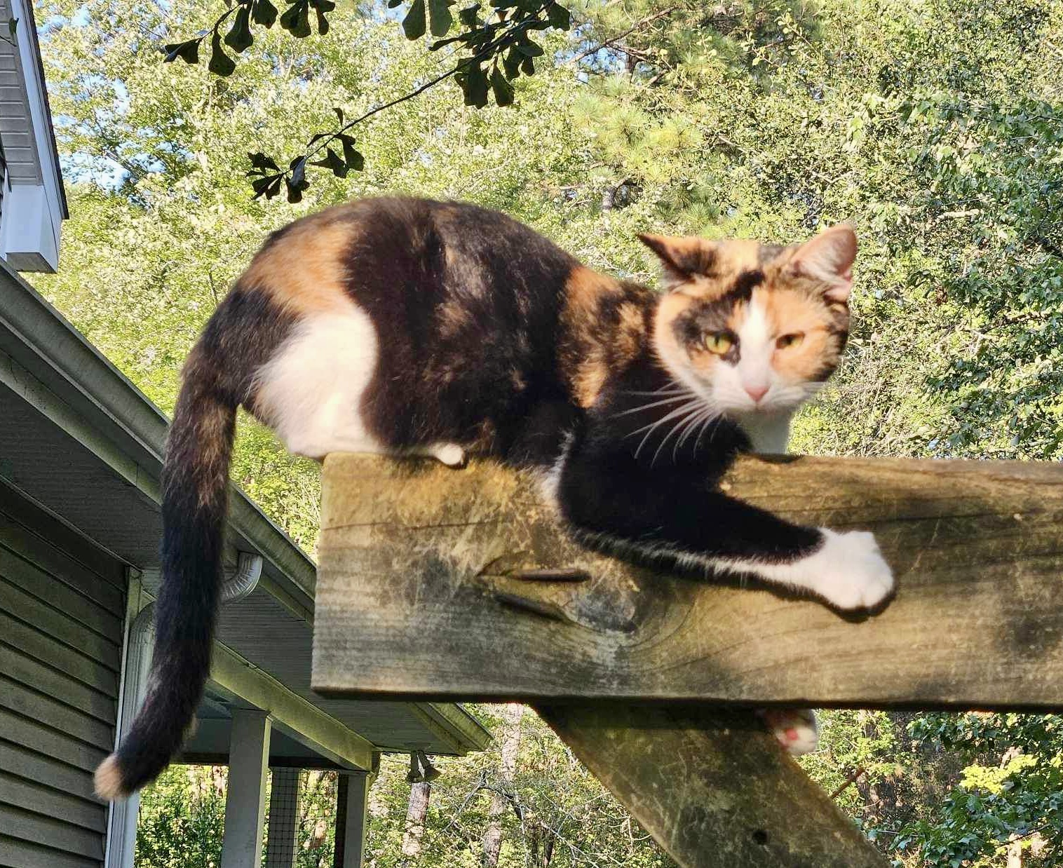 Queenie-the Queen of Curtsy, a Adoptable Domestic Short Hair in Myrtle Beach, SC image 5/6