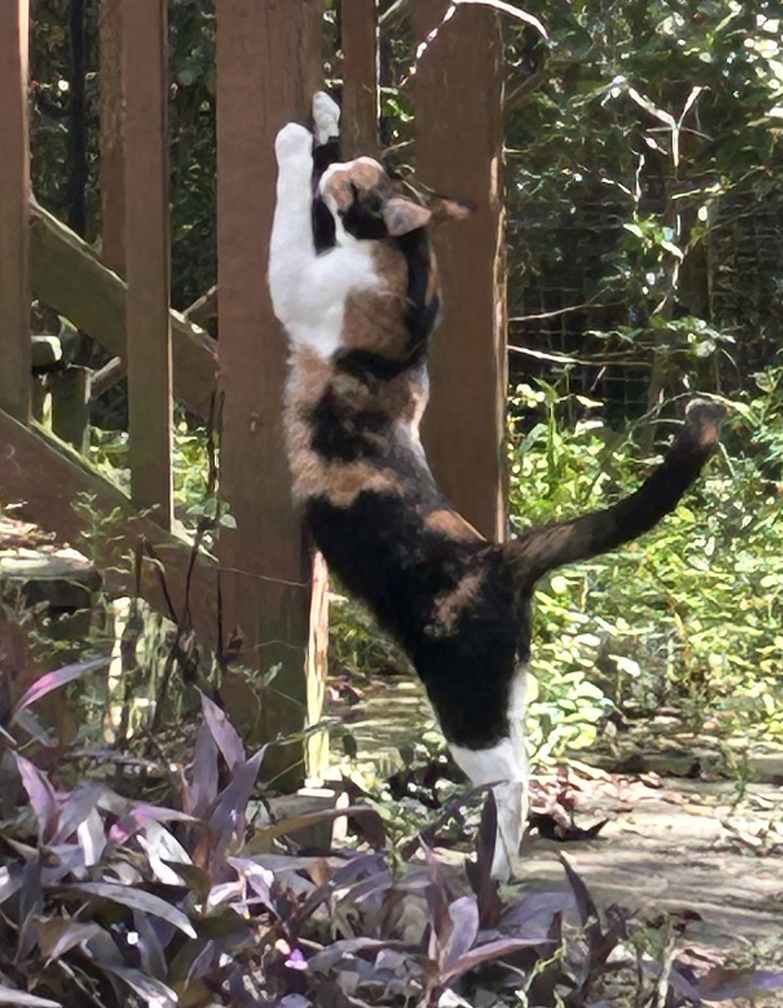 Queenie-the Queen of Curtsy, a Adoptable Domestic Short Hair in Myrtle Beach, SC image 6/6