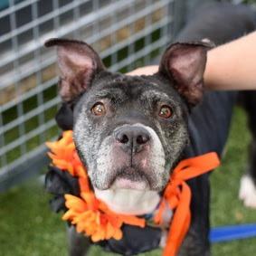 Nashville, Adoptable, Senior Female Mixed Breed.