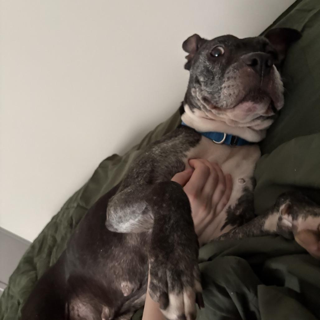 Enlarge Nashville, a Adoptable Mixed Breed in Jersey City, NJ image 2/6
