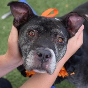 Enlarge Nashville, a Adoptable Mixed Breed in Jersey City, NJ image 3/6