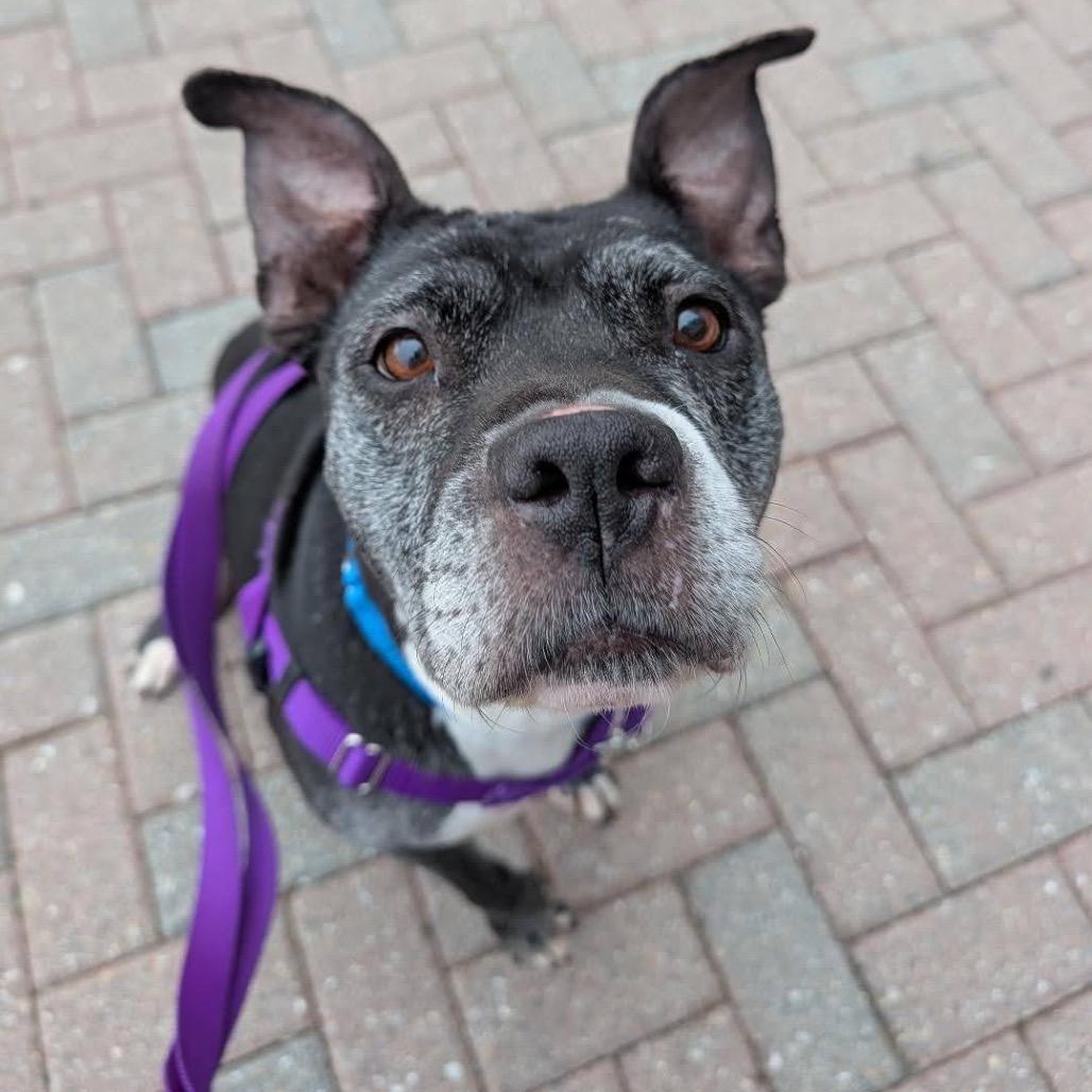 Enlarge Nashville, a Adoptable Mixed Breed in Jersey City, NJ image 4/6