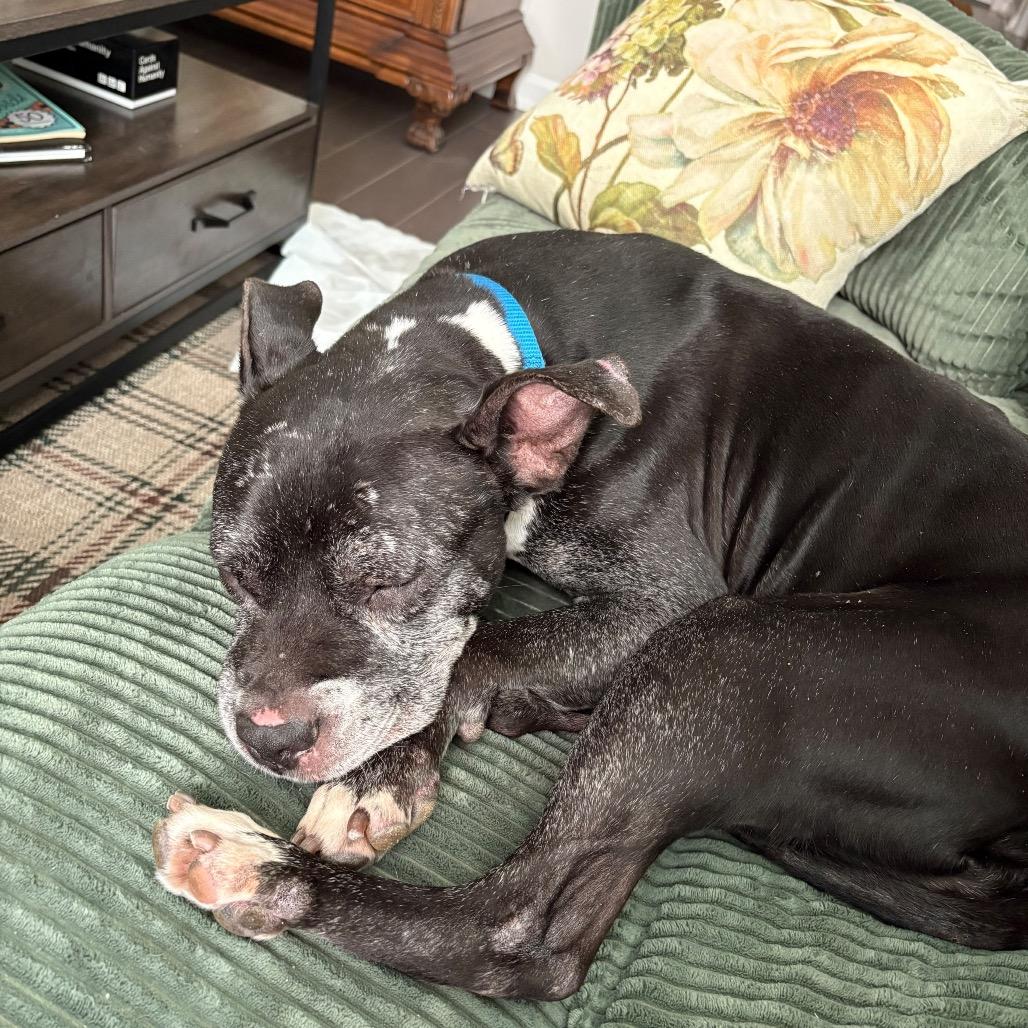 Enlarge Nashville, a Adoptable Mixed Breed in Jersey City, NJ image 5/6