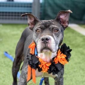 Enlarge Nashville, a Adoptable Mixed Breed in Jersey City, NJ image 6/6