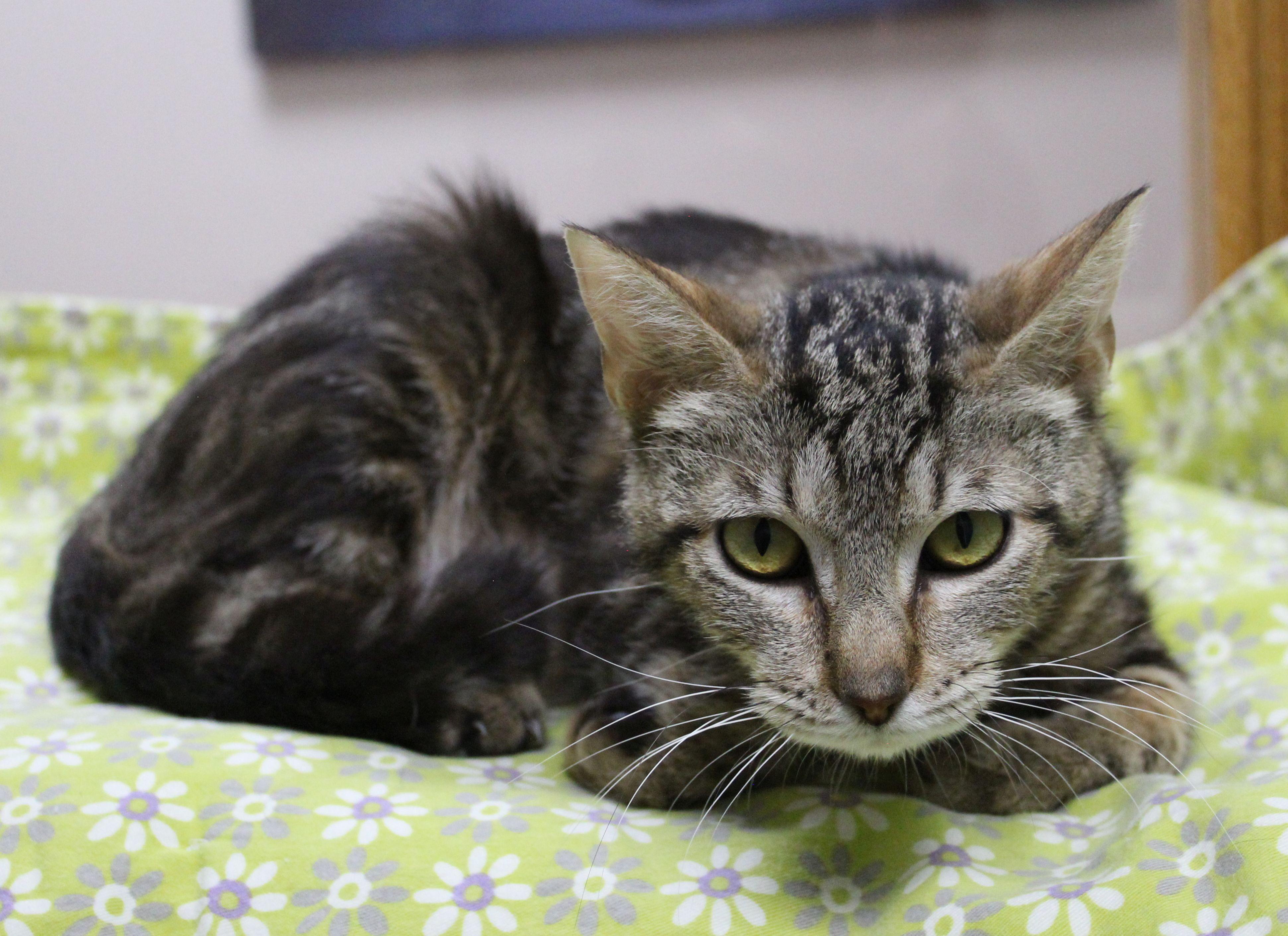 Enlarge Lolly, a Adoptable Tabby in Portage, WI image 1/1