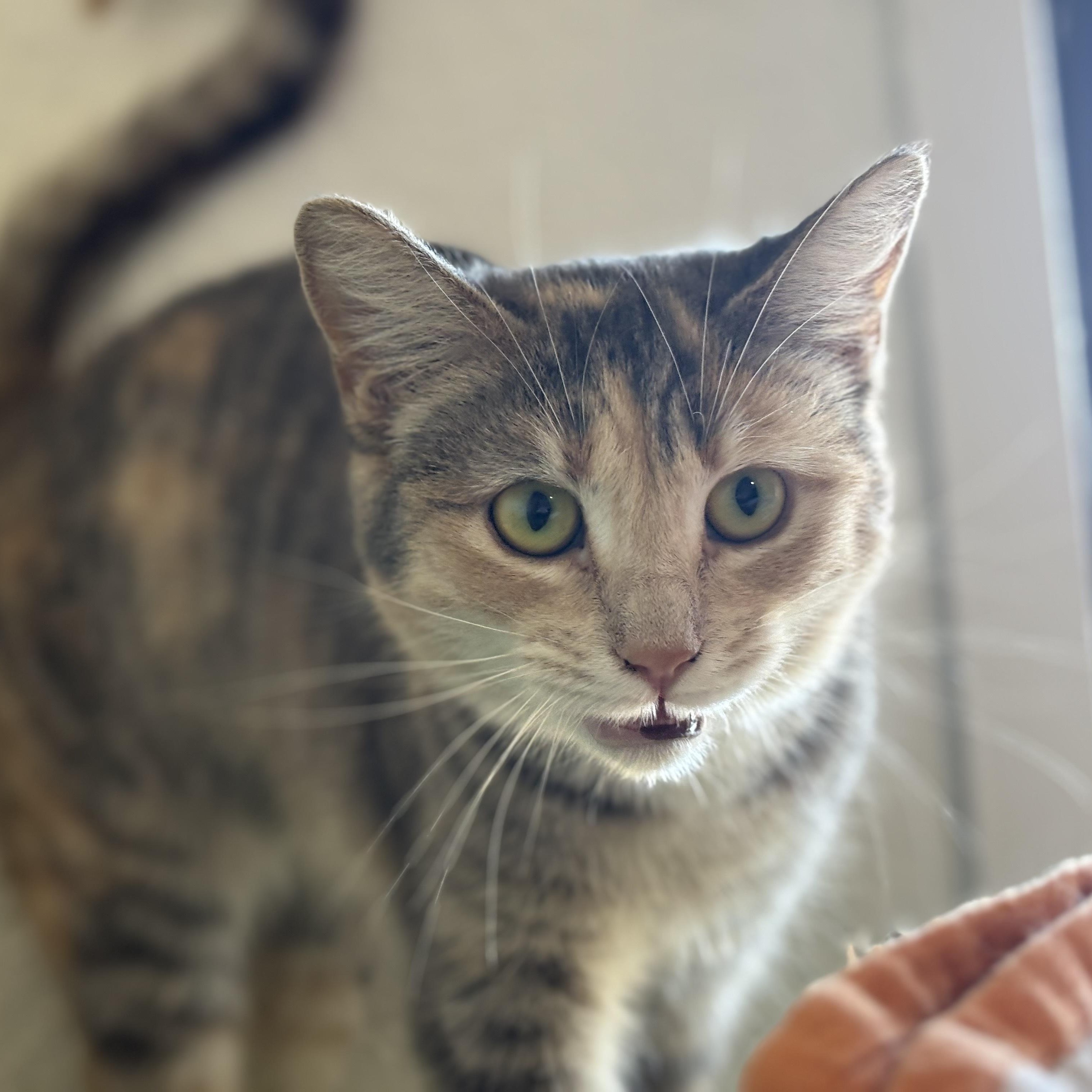 Milky Way, Adoptable, Adult Female Dilute Calico.