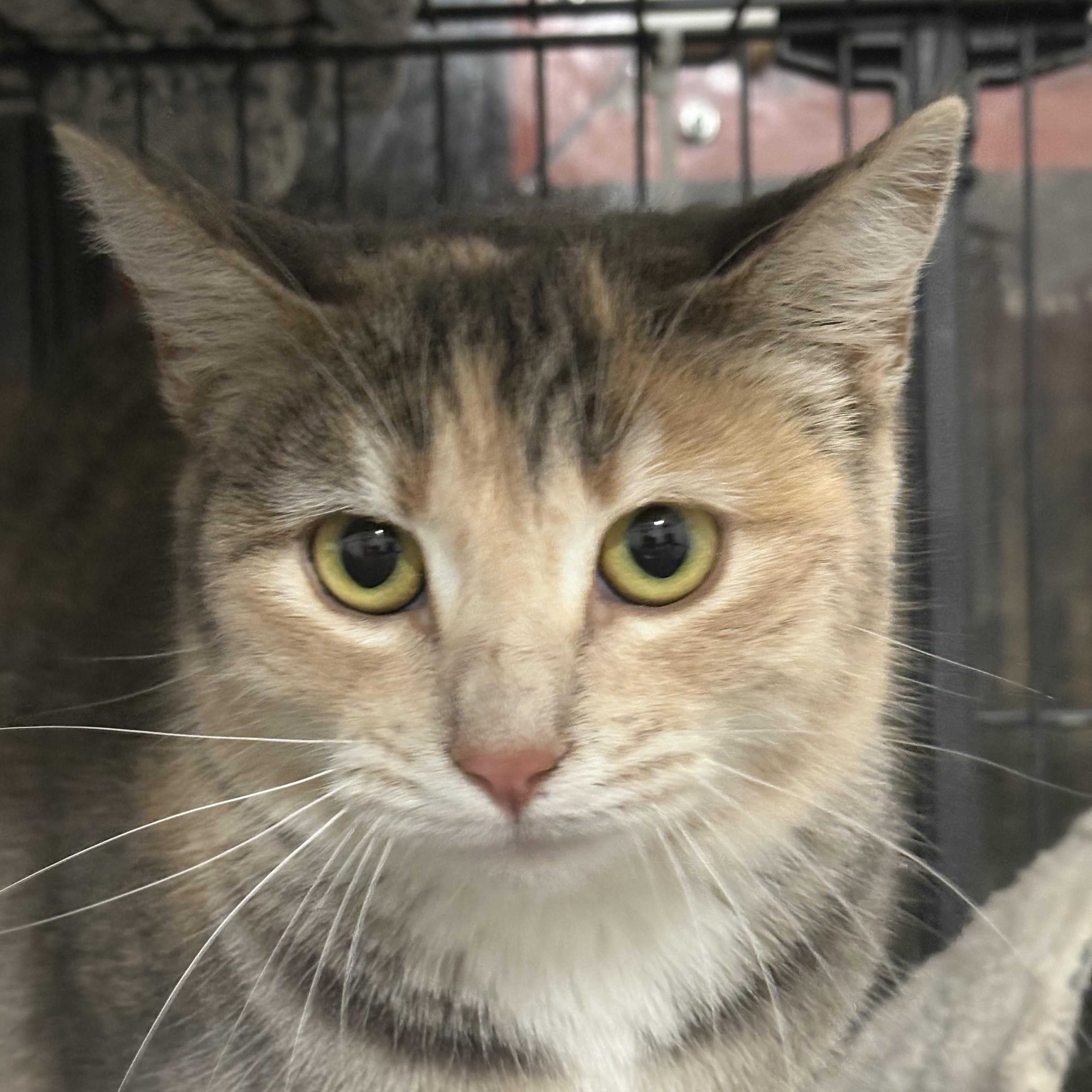 Enlarge Milky Way, a Adoptable Dilute Calico in Las Cruces, NM image 2/2