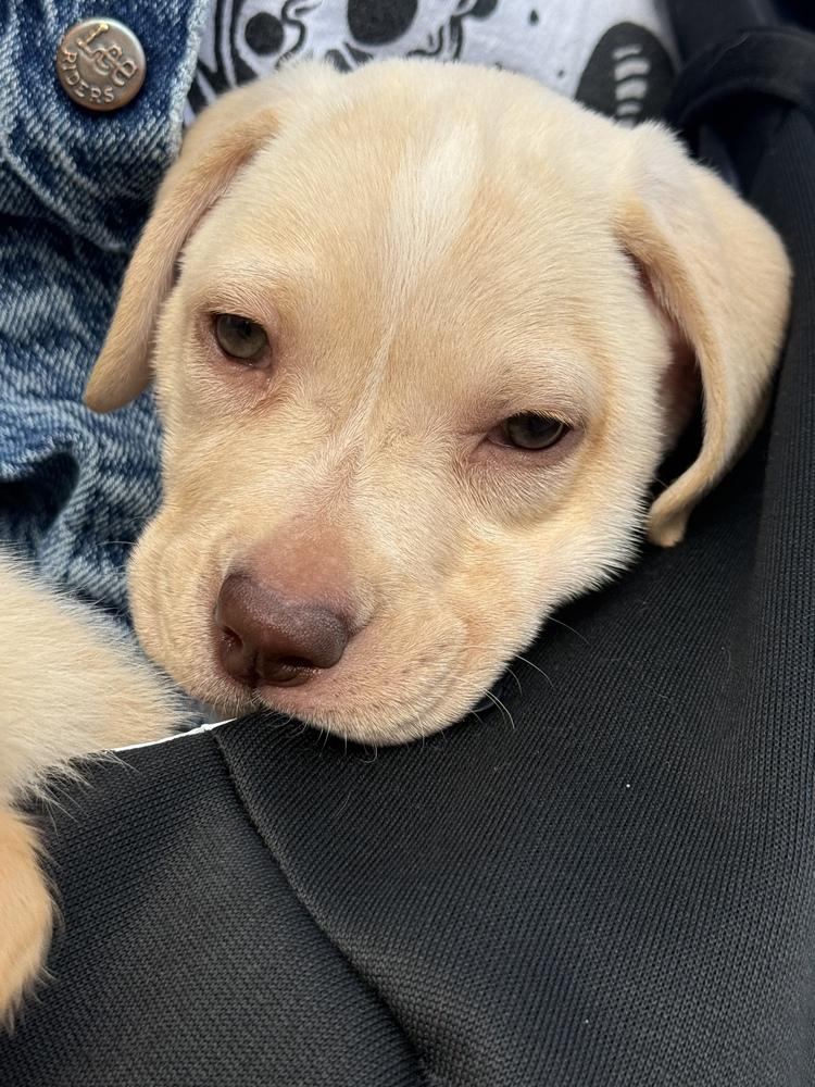 Choco Chip, Adoptable, Puppy Female Labrador Retriever & Mixed Breed.