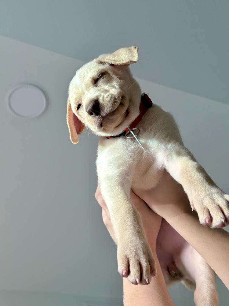 Enlarge Choco Chip, a Adoptable mixed breed in Denver, CO image 2/4