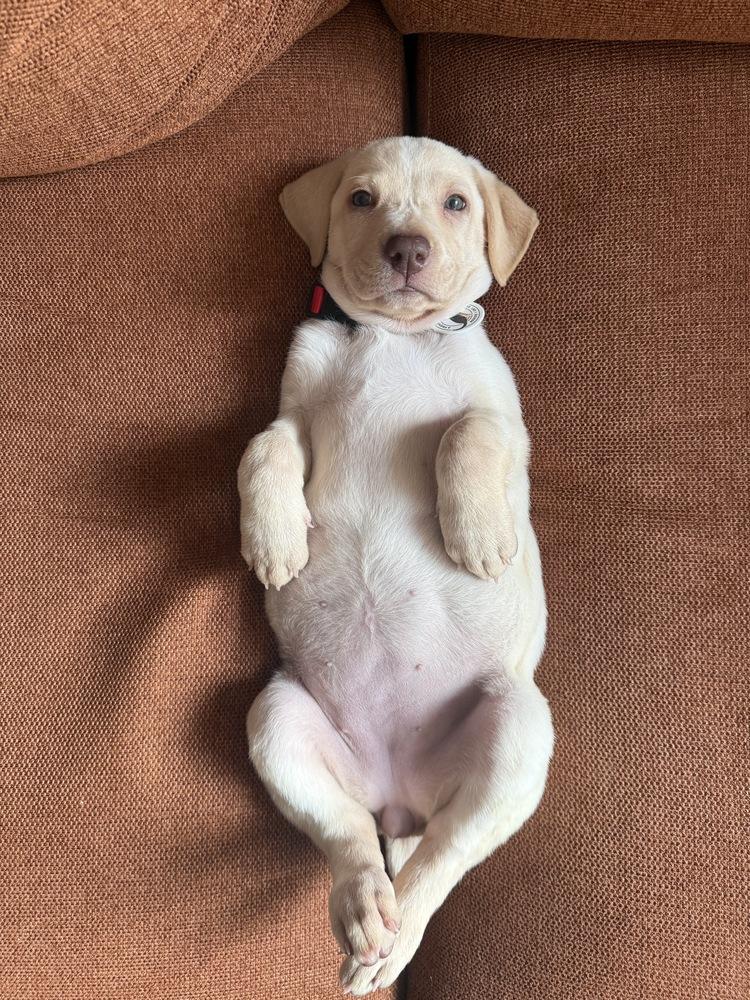 Enlarge Choco Chip, a Adoptable mixed breed in Denver, CO image 3/4