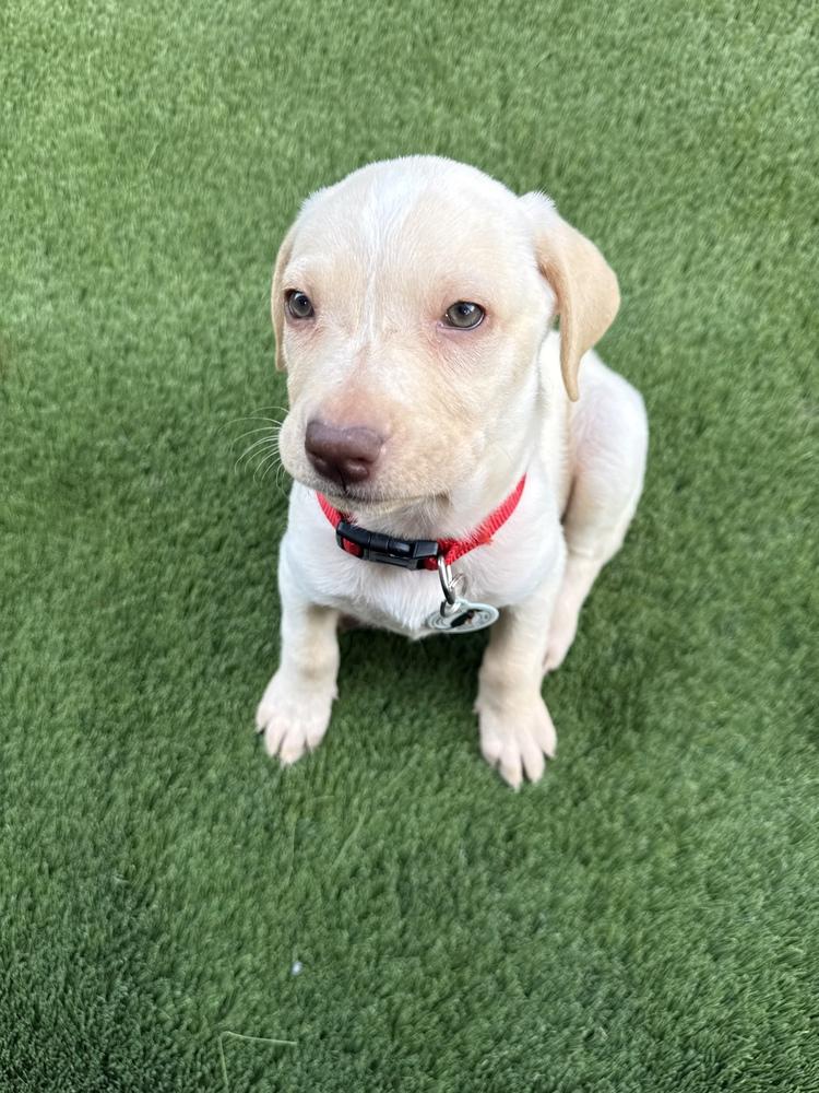 Enlarge Choco Chip, a Adoptable mixed breed in Denver, CO image 4/4