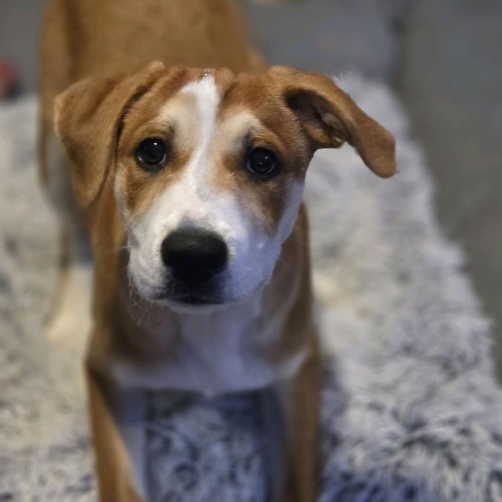 Enlarge Marco, a Adoptable Mixed Breed in Kansas City, MO image 2/6