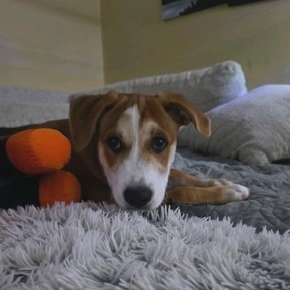 Enlarge Marco, a Adoptable Mixed Breed in Kansas City, MO image 3/6