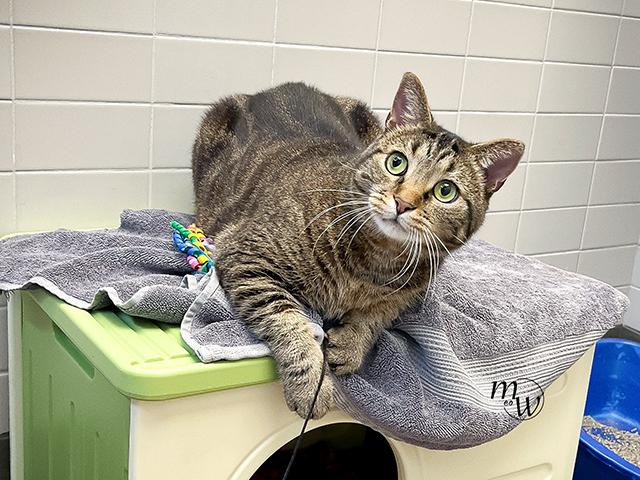 CHARLIE, Adoptable, Adult Male Domestic Short Hair & Domestic Short Hair.