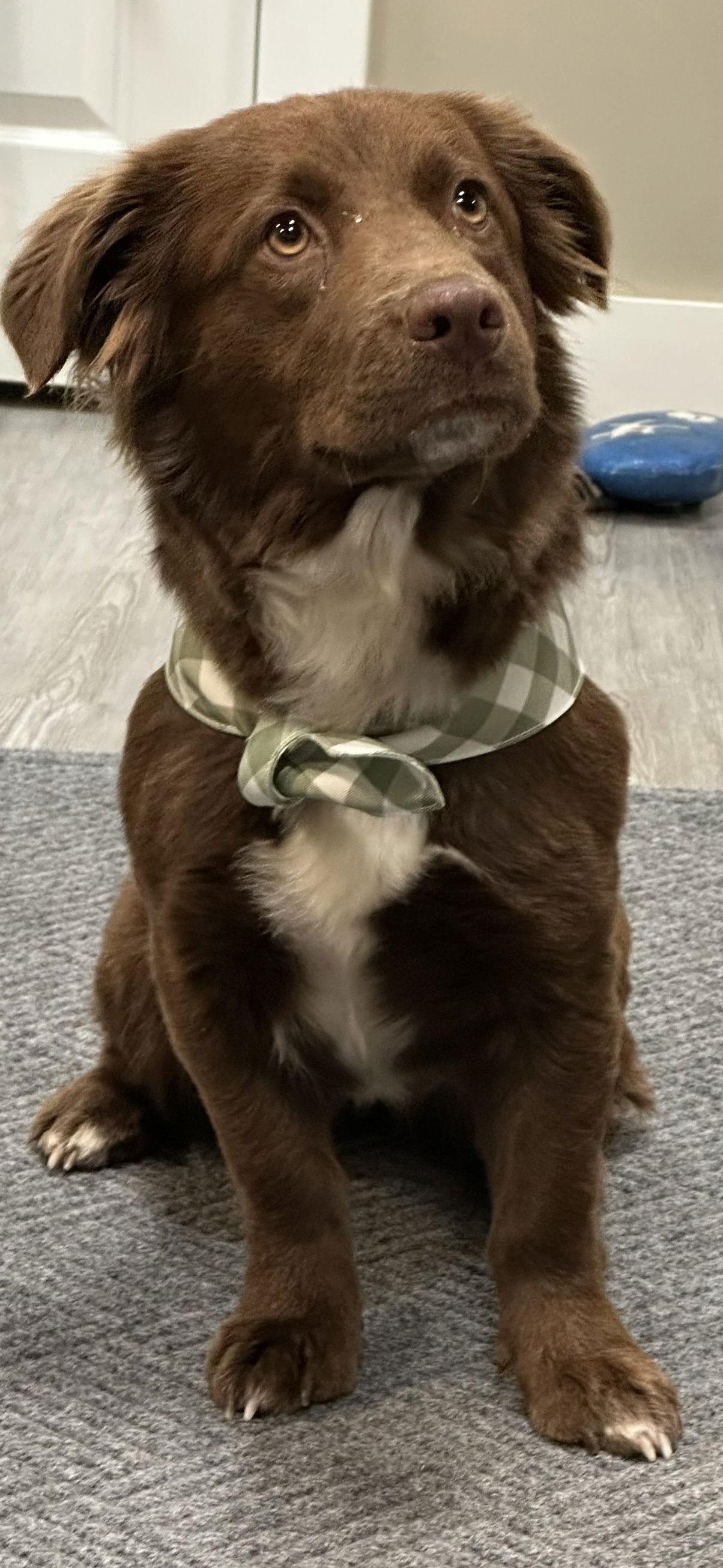 Adoption Pending - Ruby, Adoptable, Puppy Female Mixed Breed.