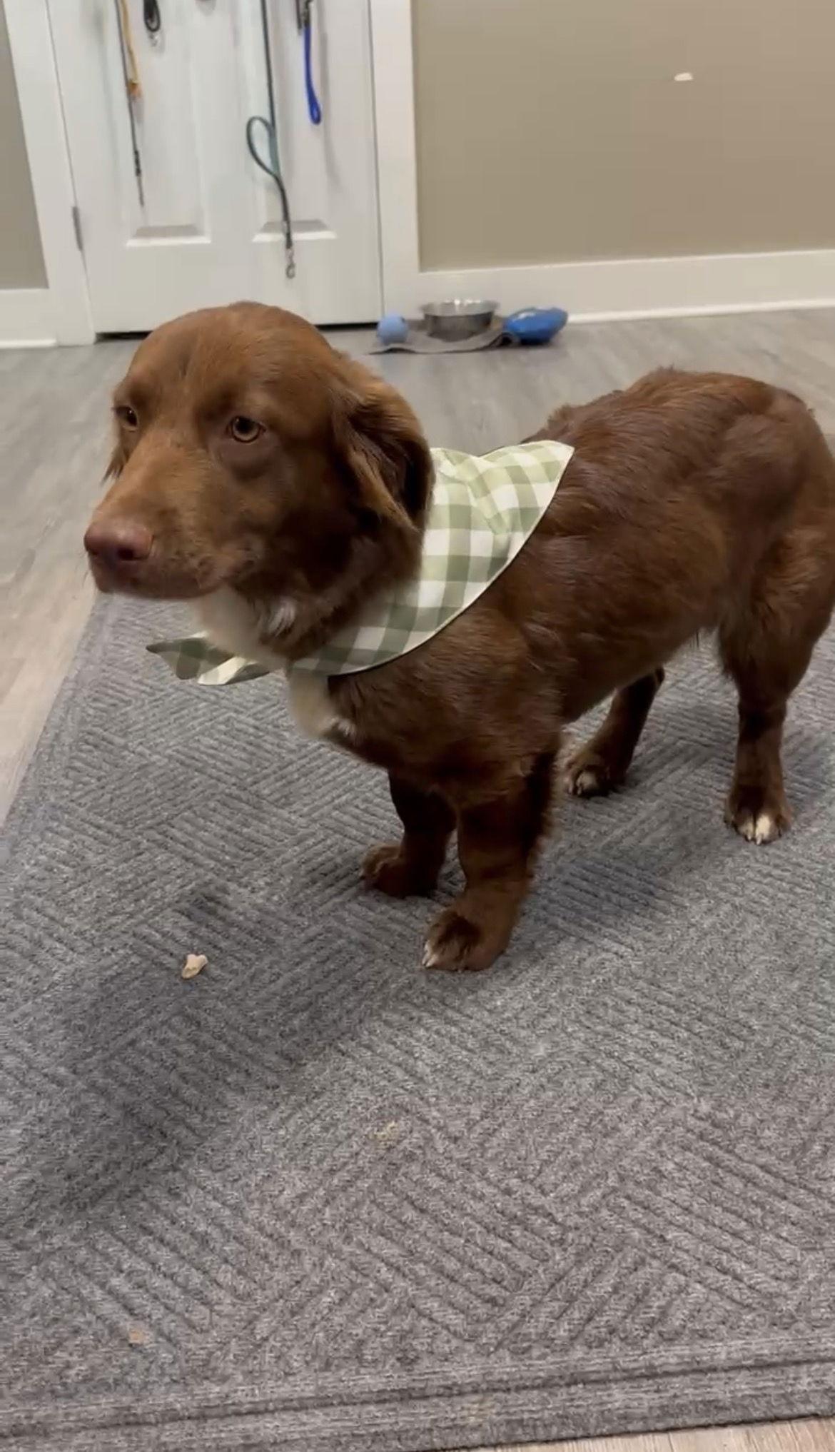 Enlarge Adoption Pending - Ruby, a Adoptable Mixed Breed in Emmett, ID image 3/3