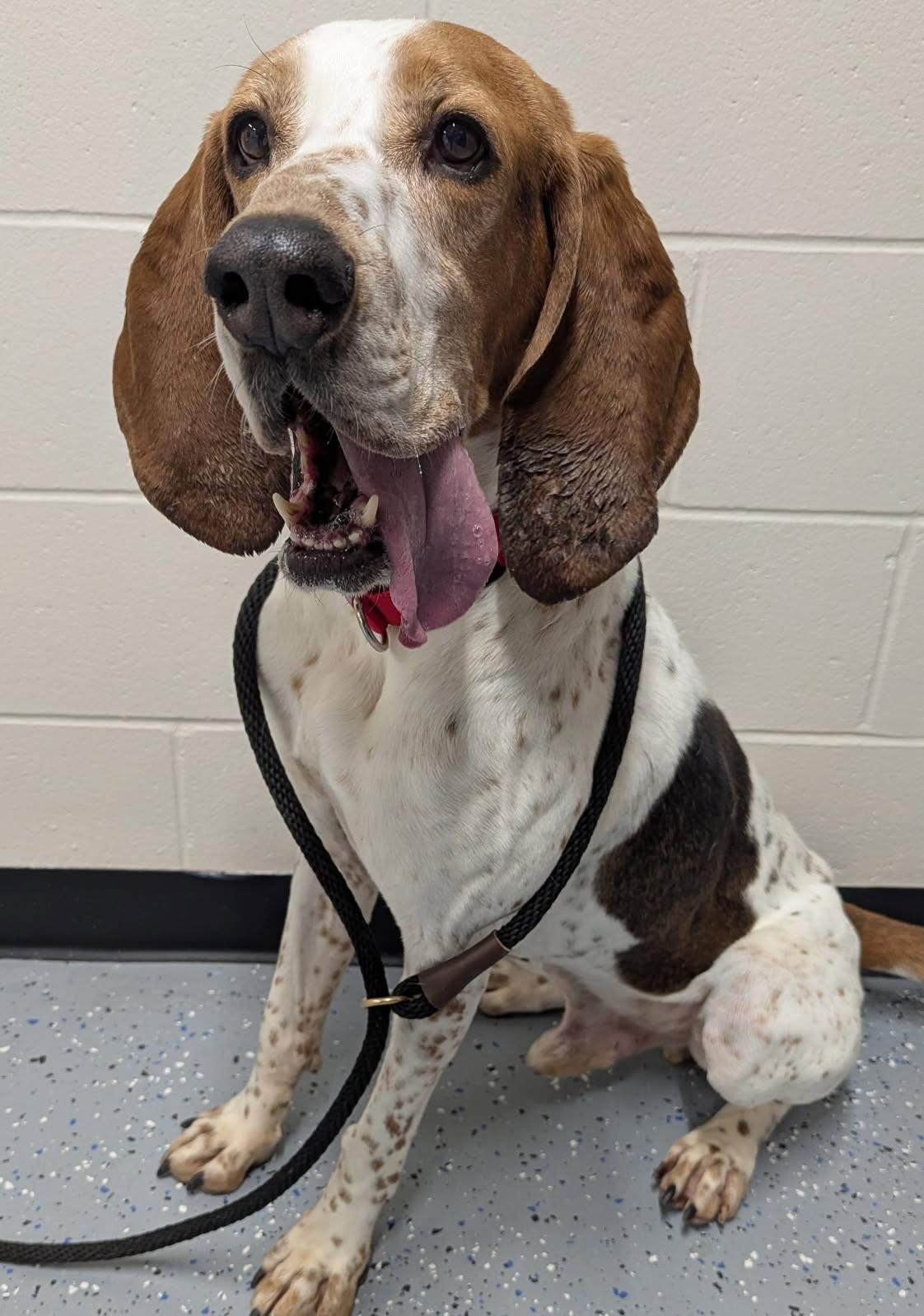 Barney, Adoptable, Adult Male Treeing Walker Coonhound & Mixed Breed.
