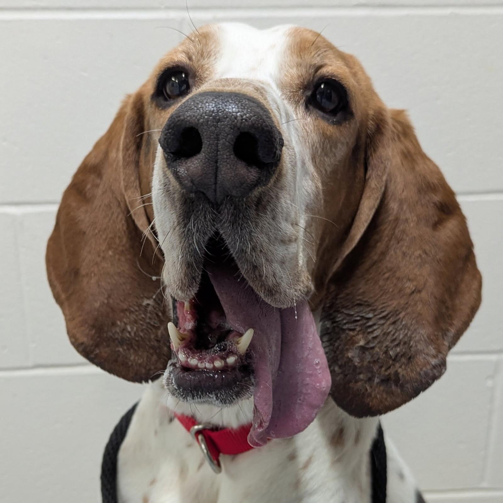 Enlarge Barney, a Adoptable mixed breed in Yankton, SD image 2/2