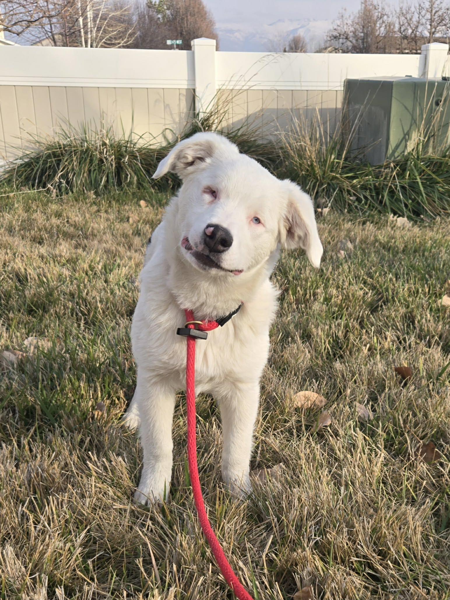 Enlarge Arlo, a ADOPTABLE Australian Shepherd in Clinton, UT image 2/4