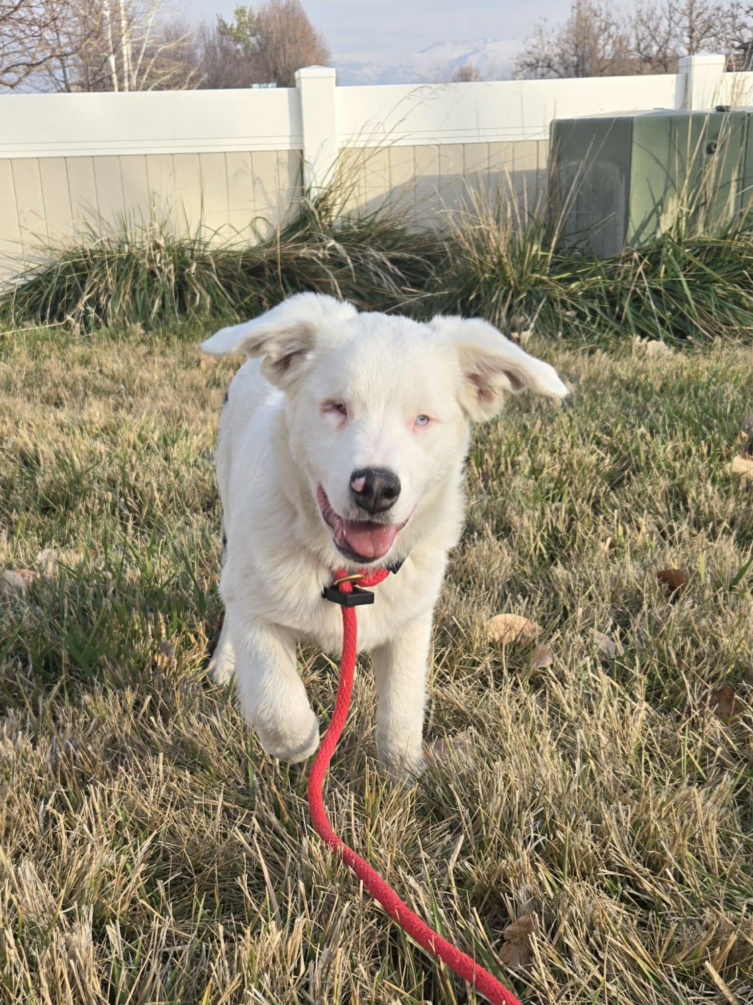 Enlarge Arlo, a ADOPTABLE Australian Shepherd in Clinton, UT image 3/4