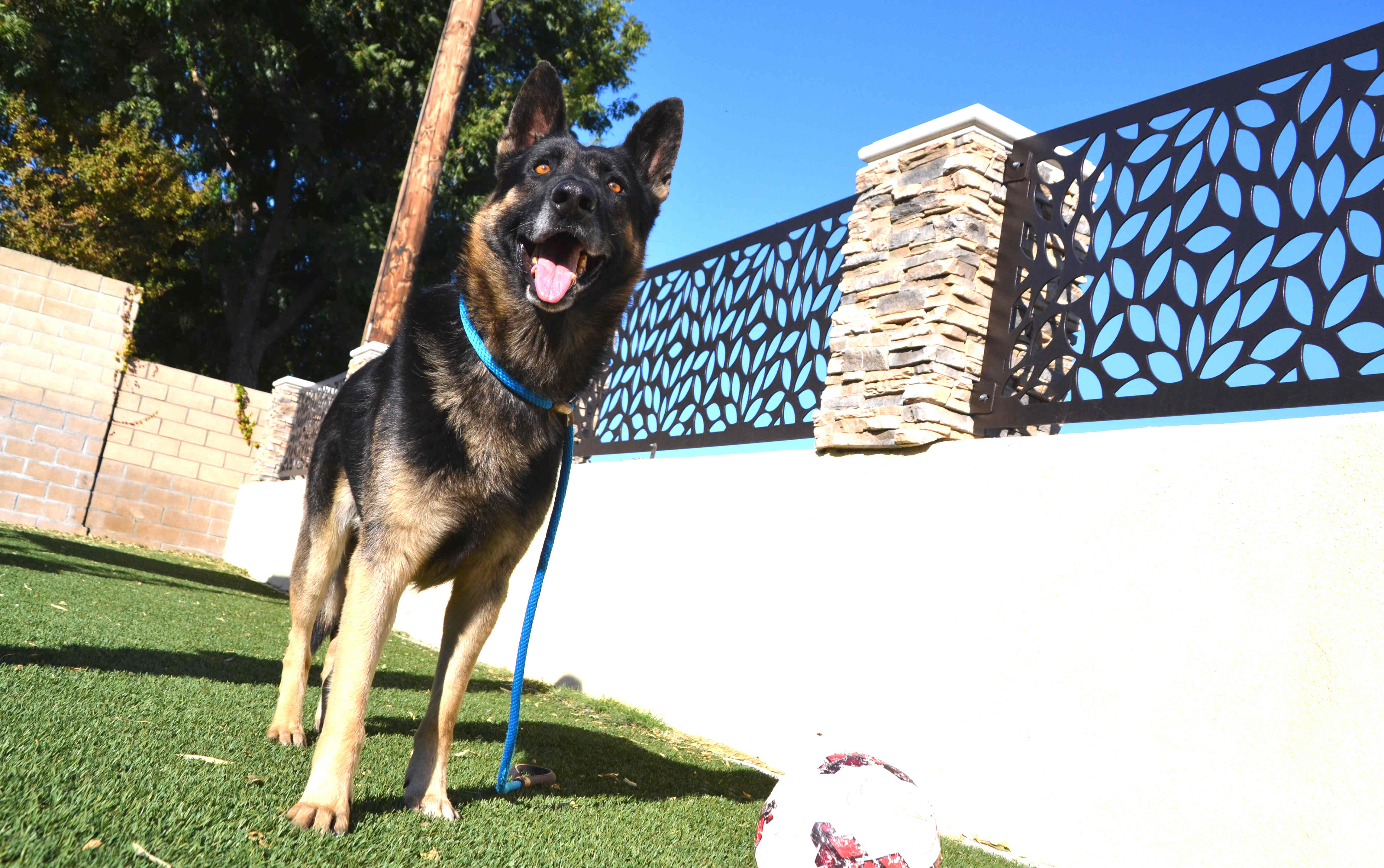 Buddy Boy, Adoptable, Adult Male German Shepherd Dog.