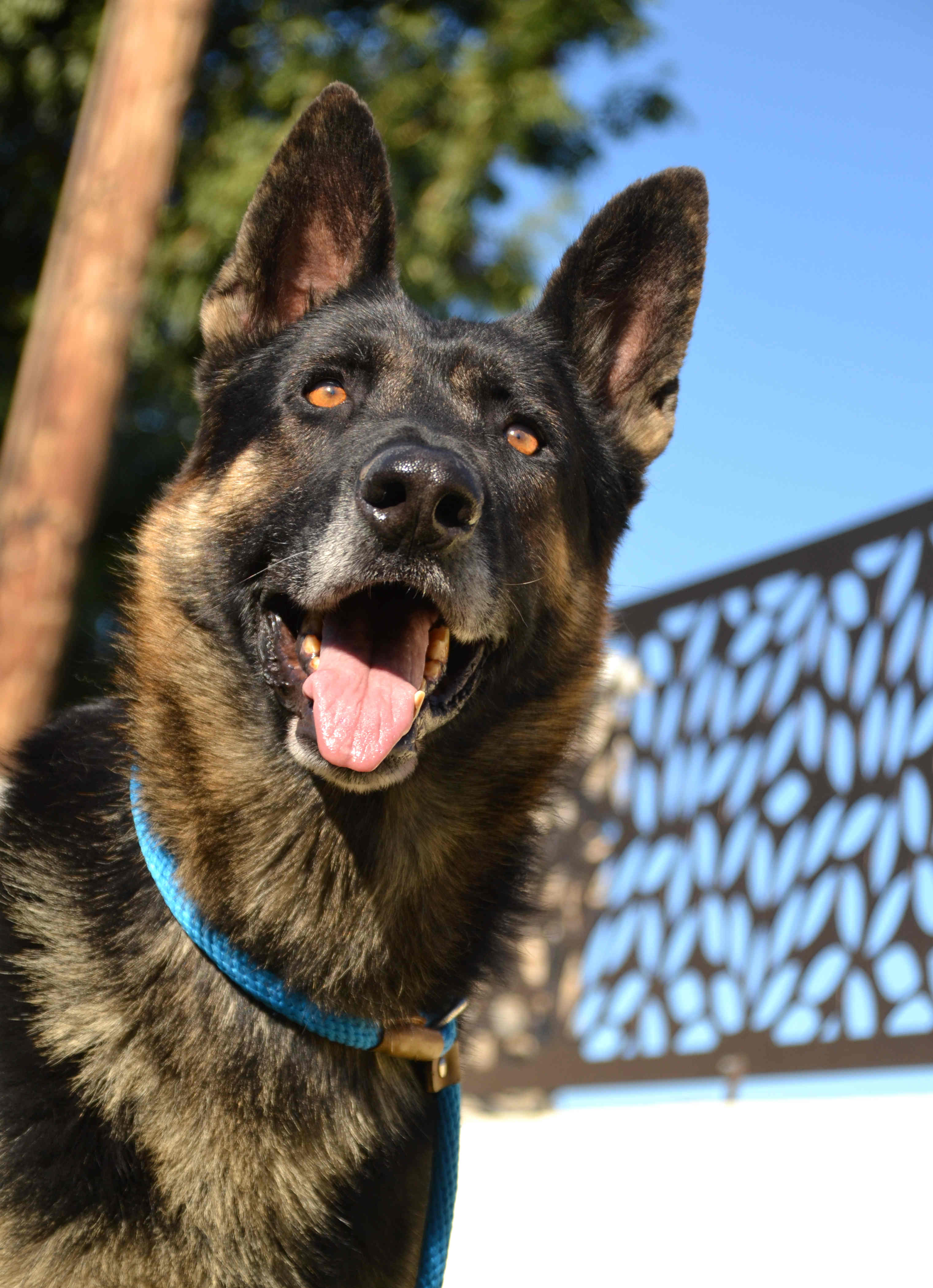 Buddy Boy, a Adoptable German Shepherd Dog in Newport Beach, CA image 2/3