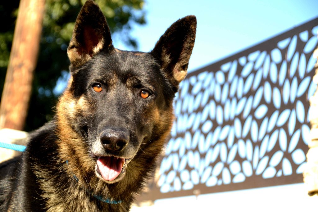 Buddy Boy, a Adoptable German Shepherd Dog in Newport Beach, CA image 3/3