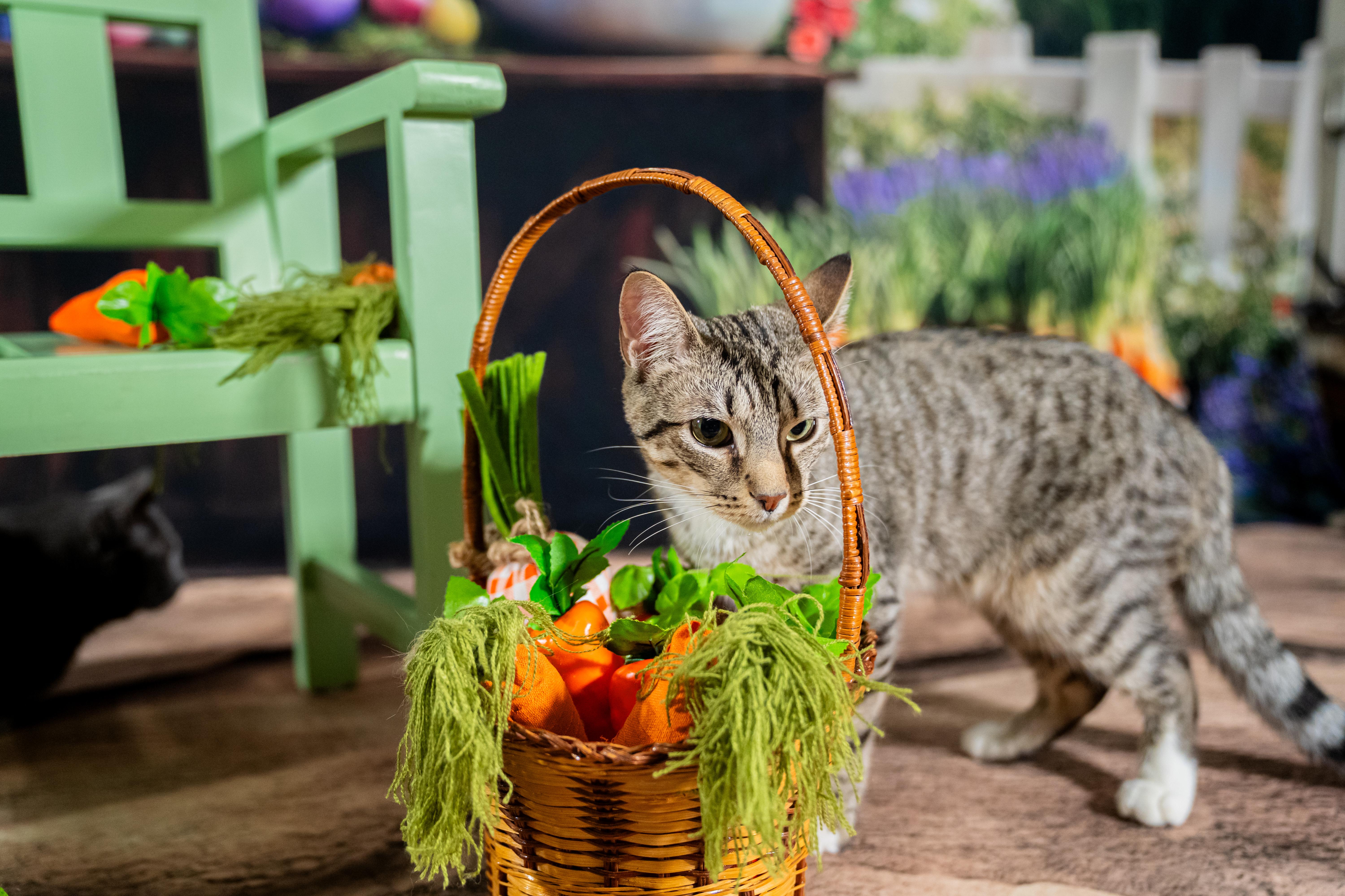 Randal, adopted, Adult Male Domestic Short Hair.